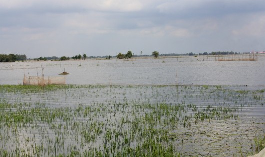 Hàng trăm ha lúa bị nước lũ nhấn chìm.