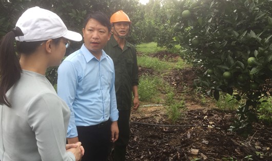 Bí thư Nguyễn Như Dũng hướng dẫn Huyện ủy Mai Sơn thăm vườn cam của hộ Phan Thị Hiền.
