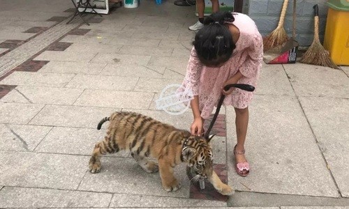 Bé gái dắt hổ đi dạo gây kinh ngạc ở Trung Quốc