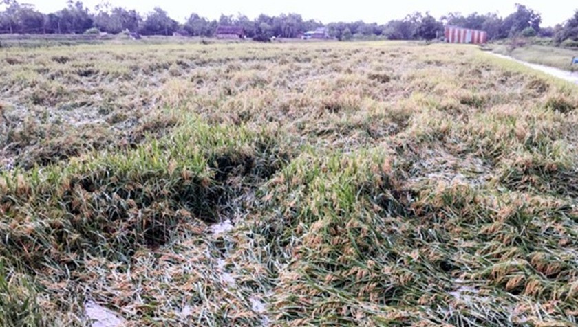 Mưa bão kéo dài khiến lúa đổ gập gây khó khăn cho việc thu hoạch