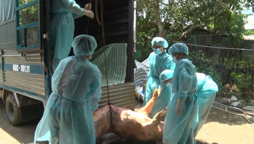  Lực lượng thú y tỉnh Kiên Giang tiến hành tiêu hủy đàn heo mắc bệnh.