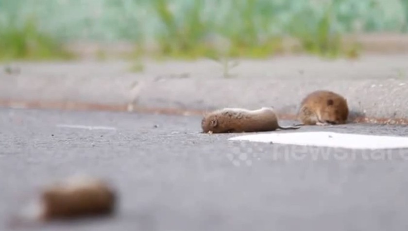 Hơn 500 con chuột nối đuôi nhau tự sát ở cống nước Hà Lan