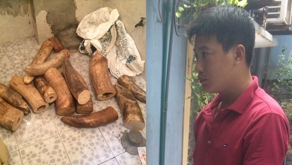 Nam thanh niên vận chuyển, cất giấu hơn 200 kg ngà voi tại Hà Nội