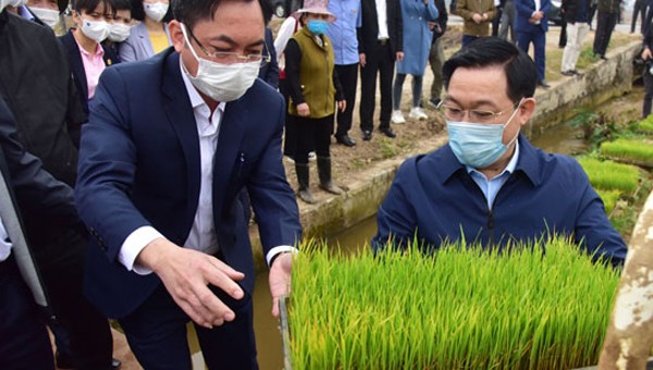 Bí thư, Chủ tịch Hà Nội xuống đồng bê mạ, cấy lúa cùng nông dân