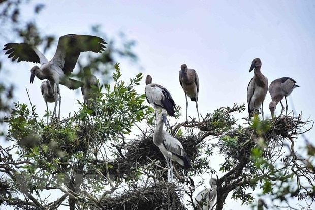 Thủ tướng chỉ thị cấp bách bảo tồn các loài chim hoang dã tại Việt Nam