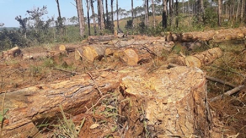 Đắk Nông: Để mất hơn 300ha rừng, Công ty TNHH Hoàng Ba bị hơn 1.000ha đất rừng. Ảnh minh hoạ.