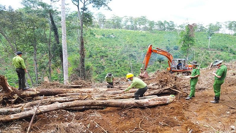 Lực lượng chức năng khám nghiệm hiện trường vụ phá rừng tại dự án của Doanh nghiệp tư nhân Anh Hải.