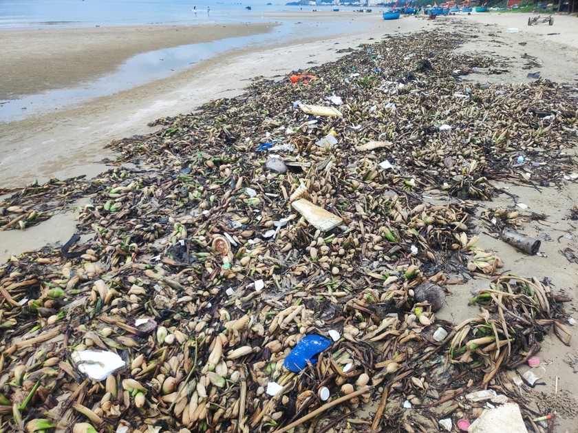 Rác trôi dạt vào bờ biển Vũng Tàu chủ yếu là cây lục bình, thân cây khô, chai nhựa.