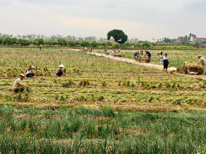 Hải Dương hiện vẫn còn còn 4.087 ha rau vụ đông đang đến kỳ thu hoạch.