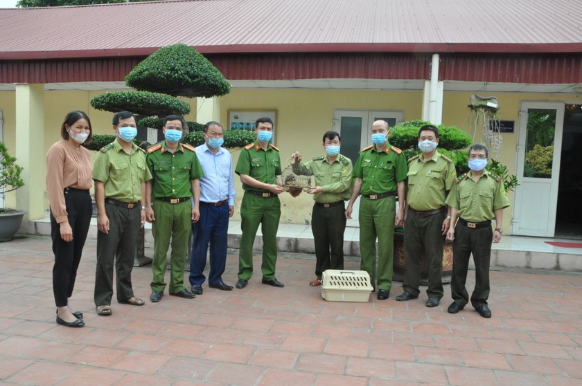 Phân trại tạm giam Đồng Lạc bàn giao cá thể Culi cho Trung tâm bảo tồn động vật hoang dã.