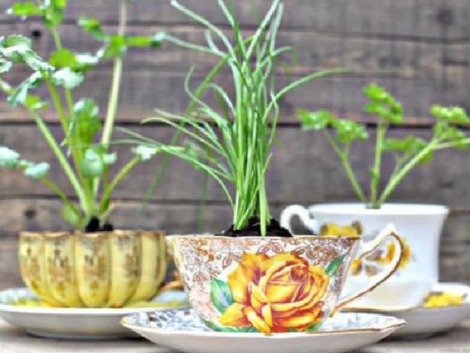 Những tách trà cũ để tạo nên những khu vườn mini đẹp bất ngờ.
