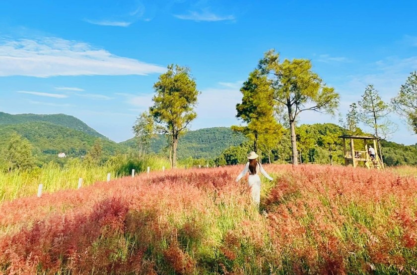 Vẻ đẹp tuyệt vời của đồi cỏ hồng ở TP Chí Linh, Hải Dương.