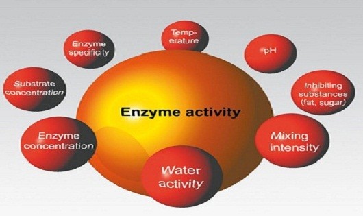 Tác dụng của Enzyme với cuộc sống