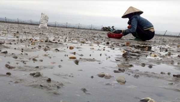2.000 tấn ngao, nghêu chết ở Quảng Ninh chưa rõ nguyên nhân