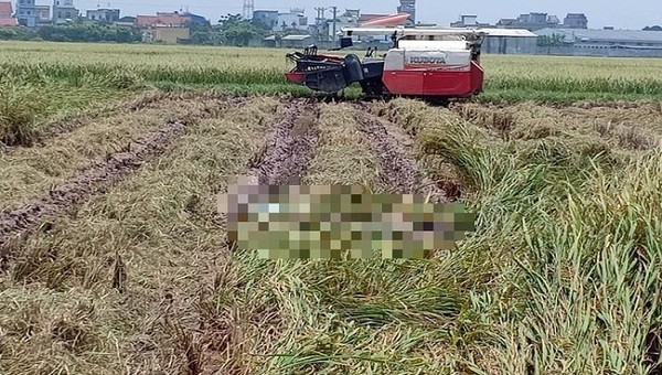 Thi thể người đàn ông được phát hiện đang phân huỷ dưới ruộng lúa