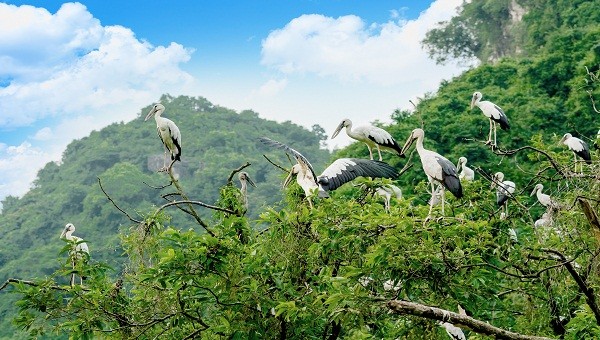 Vườn Chim Khu du lịch sinh thái Thung Nham