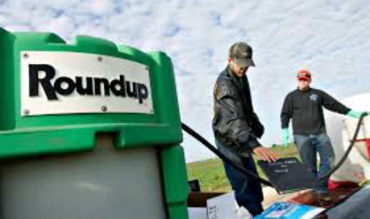 Thuốc diệt cỏ RoundUp của Monsanto vẫn được sử dụng rộng rãi tại nhiều nơi trên thế giới