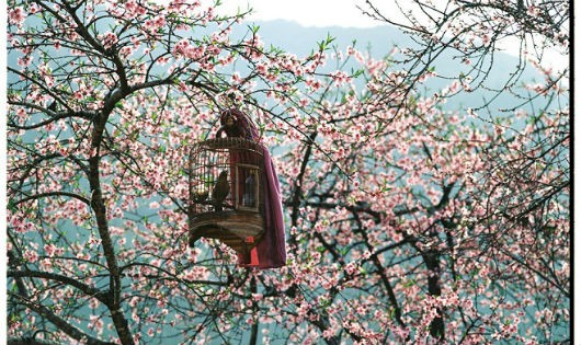 Bộ ảnh phim tuyệt đẹp về cao nguyên Hà Giang mùa xuân