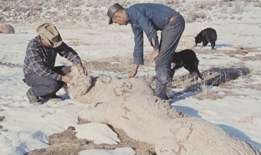 Kiểm tra xác cừu chết trên nông trang