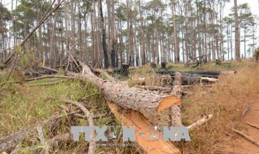 Nhiều vạt rừng thông cảnh quan ven Quốc lộ 28, đoạn qua xã Quảng Sơn, huyện Đắk G'Long, tỉnh Đắk Nông đang bị tàn phá, xóa sổ để lấn chiếm đất