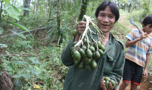 “Người rừng” Hồ Văn Lang rất thích ăn trầu cau