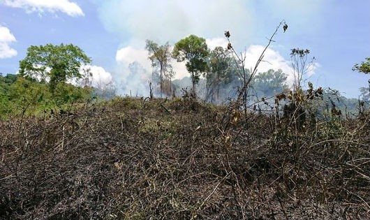 Cánh rừng đang bị đốt gần trạm kiểm lâm số 8
