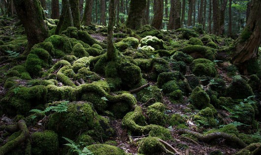 Khu rừng tự sát Aokigahara ở Nhật Bản. 