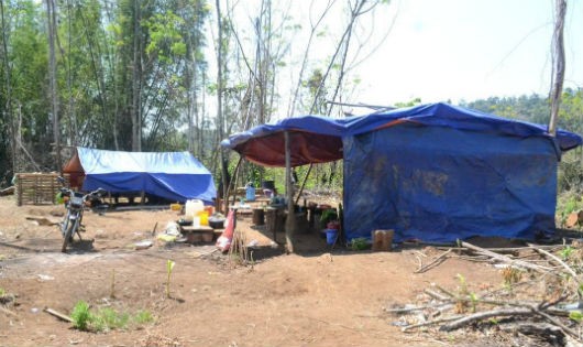 Các lán trại được dựng lên ngay tại hiện trường vụ phá rừng