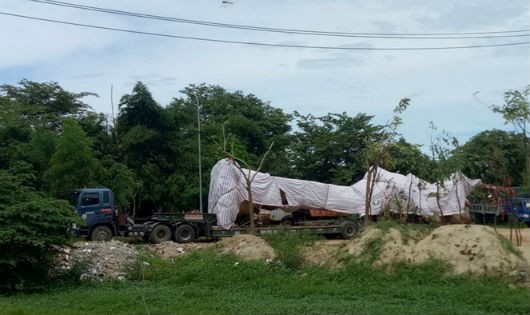 Cây đa sộp “khủng” đang bị tạm giữ ở tỉnh Quảng Ngãi