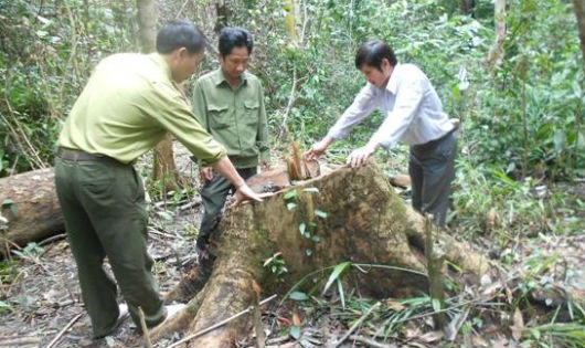 Việc giữ rừng tự nhiên đang là thách thức lớn của nước ta