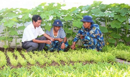 Huyện đảo Trường Sa đang ứng dụng thử nghiệm trồng rau hữu cơ