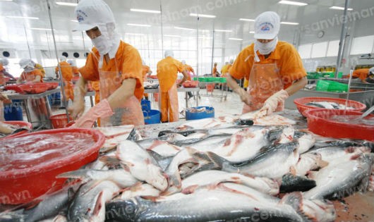 Dự kiến đến cuối năm, việc xuất khẩu cá tra sẽ đạt doanh thu 2 tỷ USD.