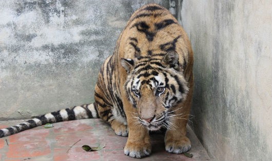 Cá thể hổ bị nuôi nhốt ở trang trại của Nguyễn Mậu Chiến