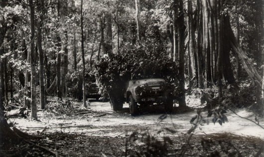 Hình ảnh một đoàn xe ngụy trang kỹ càng đi dưới tán rừng trong hệ thống “Đường K”