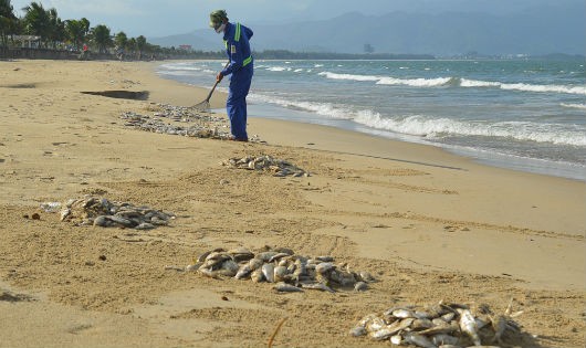 Hiện tượng cá mòi chết trôi dạt vào bờ tại Đà Nẵng.