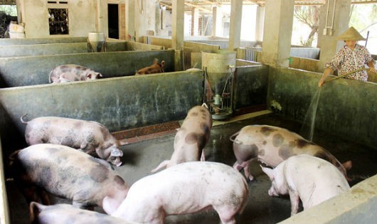 Bệnh dịch tả lợn Châu Phi là bệnh lây rất nguy hiểm cần phải được ngăn chặn để không bùng phát thành dịch bệnh tại Việt Nam