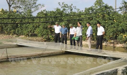 Mô hình nuôi cá theo công nghệ “Sông trong ao” của hộ ông Phan Nhân Lợi xã Sài Sơn