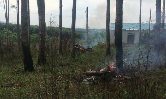 Khu vực rừng thông thuộc quản lý của Công ty Nguyên Vũ bị đốt phá và làm nhà lấn chiếm