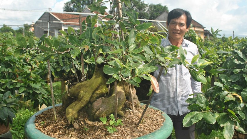 Ông Tuấn bên một chậu mai bonsai hơn 60 năm tuổi