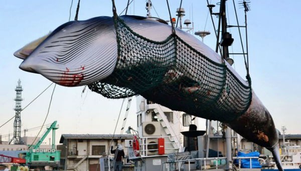 Một con cá voi Minke bị đưa về Kushiro trên đảo Hokkaido, Nhật Bản, vào năm 2017