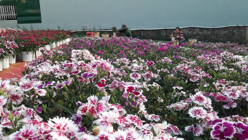 Những cánh đồng hoa Đắk Lắk đang đợi xuân về