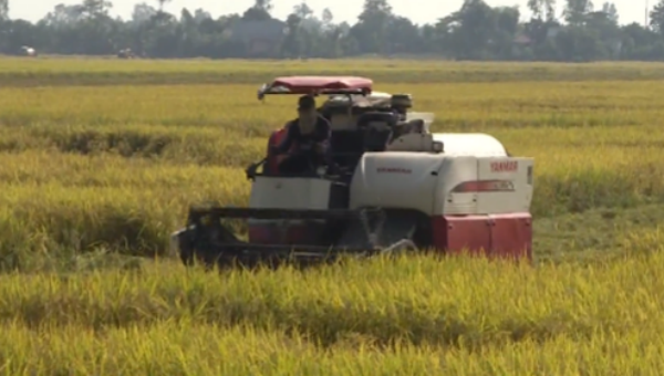 Giá thu mua lúa Đông Xuân ở ĐBSCL năm nay vẫn ở mức thấp
