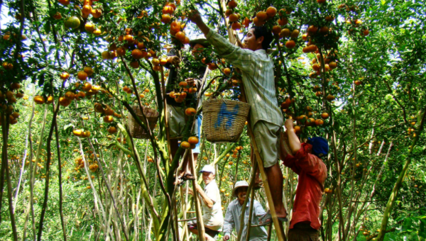 Việt Nam được thiên nhên ưu đãi, sản vật nông nghiệp phong phú