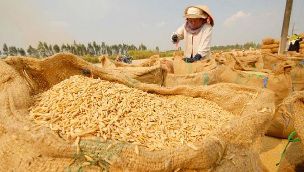 Xuất khẩu gạo Việt Nam đầu năm 2019 gặp khó khăn