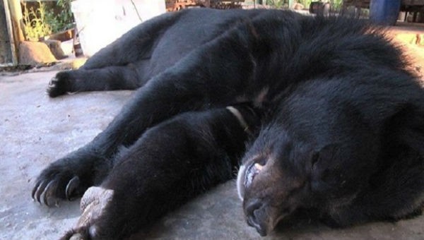 Cá thể gấu chết bất thường ở Đồng Nai