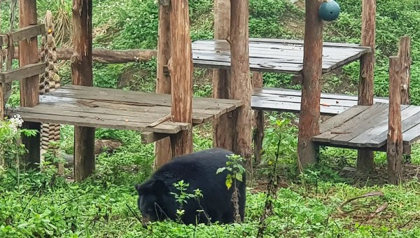 Một cá thể gấu đang được chăm sóc tại Cơ sở bảo tồn gấu Ninh Bình