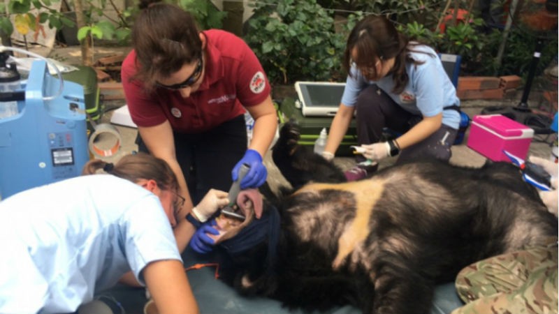 Các chuyên gia quốc tế khám sức khỏe, kiểm tra gấu trước khi “giải cứu” khỏi lồng nuôi nhốt của nhà người dân. Ảnh: Tuổi trẻ