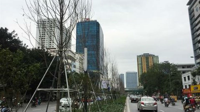 Hàng cây phong lá đỏ xơ xác khẳng khiu trên đường Nguyễn Chí Thanh