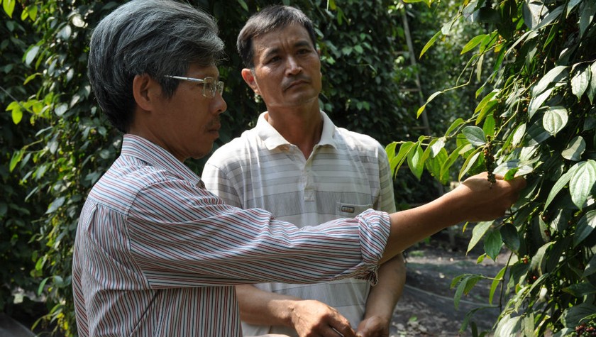 Tiến sĩ Nguyễn Ngọc Luân (người đeo kính, bên trái) xuống vườn kiểm tra cây tiêu thời kì thu hoạch