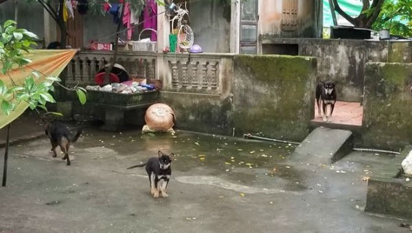 Nhiều con trong đàn chó của gia đình bà A khá to. Hàng xóm cho biết chúng tự do kiếm ăn tại chợ gần đó. Ảnh: Tiền Phong